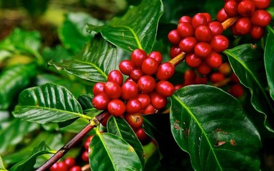 Giá nông sản 5/7: Cà phê Robusta tăng mạnh, lúa gạo đi ngang