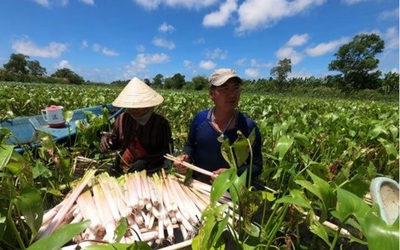 Giá nông sản hôm nay 17/5: Vải thiều Tân Yên hút khách, hoa cúc Đà Lạt giá cao, ngô giảm