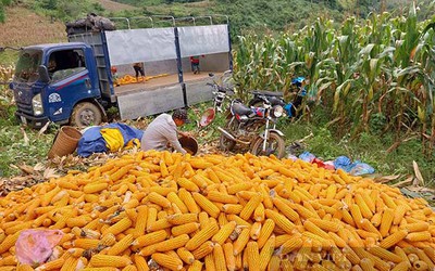 Giá nông sản hôm nay 15/6: Giá hồ tiêu, cà phê, cao su quay đầu giảm