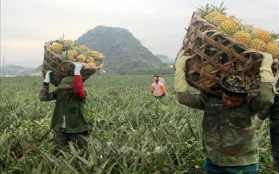 Giá nông sản 6/7: Sầu riêng đà tăng, dứa mật vào mùa được giá