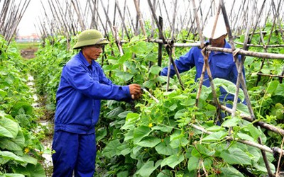 Khơi thông nhiều "điểm nghẽn" trong tiêu thụ nông sản