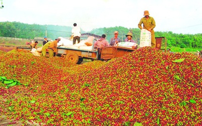 Cơ hội cho ngành cà phê Việt Nam trong tình hình mới