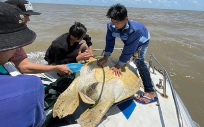 Cà Mau thả cá thể vích nặng 120kg về với biển