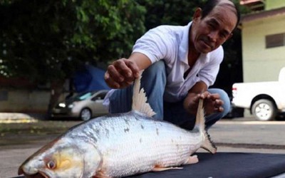 Bắt được cá chép hồi khổng lồ tưởng đã tuyệt chủng trên sông Mekong