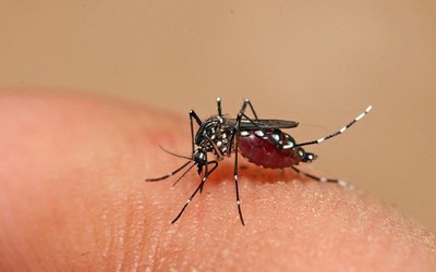 Hà Nội phát hiện thêm một chủng virus gây sốt xuất huyết, chuyên gia đưa ra khuyến cáo