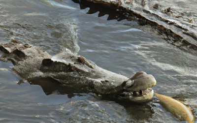 Kinh ngạc khoảnh khắc cá piranha "tấn công" cả cá sấu