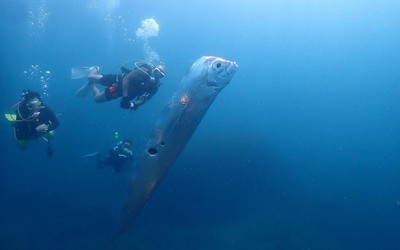 Thợ lặn bắt gặp “cá ngày tận thế” khổng lồ đầy vết cắn của cá mập