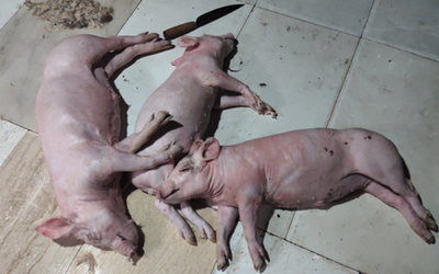 Bắt quả tang cơ sở mua lợn chết quay lên bán cho khách hàng