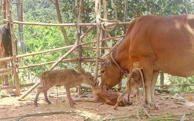 Quảng Bình: Kỳ lạ bò mẹ một lúc sinh ra 3 con bê đực, dân làng kéo nhau đến xem