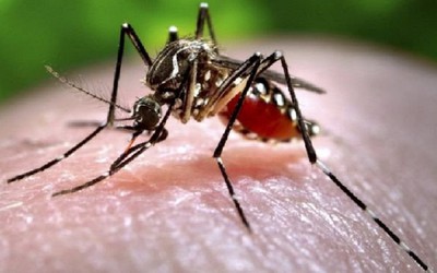 Bệnh nhân nhiễm virus Zika tại Đà Nẵng đã khỏi bệnh, chuyên gia đưa ra khuyến cáo