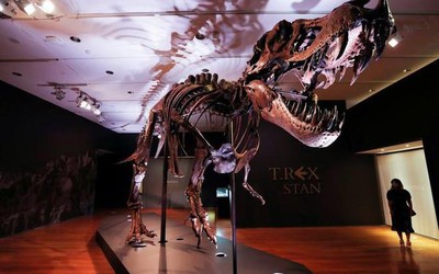 Hóa thạch khủng long bạo chúa T-Rex được bán với giá cao kỷ lục​