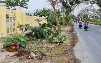 Thương tâm: Cây phượng còn tươi tốt bật gốc, đè tử vong nữ điều dưỡng