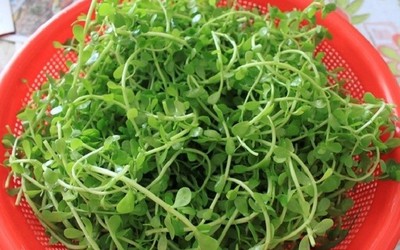 Loại rau “nhà nghèo” xưa là thực phẩm cứu đói nay vào nhà hàng giá 95.000 đồng/kg