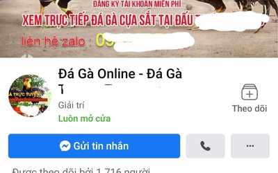 Nhận diện thủ đoạn dụ dỗ con bạc sập bẫy các sới đá gà online