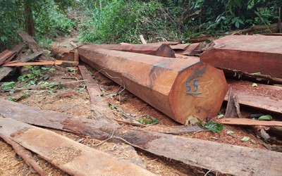 Lập đoàn kiểm tra làm rõ lâm tặc khai thác gỗ lậu giữa rừng
