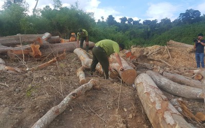 Đắk Lắk: Ngang nhiên đưa máy múc vào phá trắng gần 1ha rừng