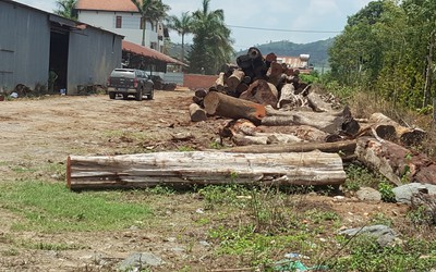 Đắk Nông: Truy nã 2 đối tượng trong đường dây gỗ lậu Phượng "râu"