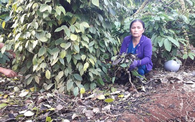 Điều tra đối tượng đột nhập, "bức tử" hàng trăm trụ tiêu của người dân