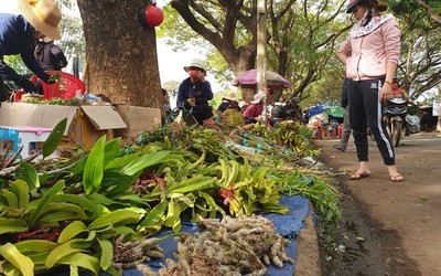 Chợ lan rừng nhộn nhịp "đón Tết", người dân đổ xô tận diệt loài hoa quý