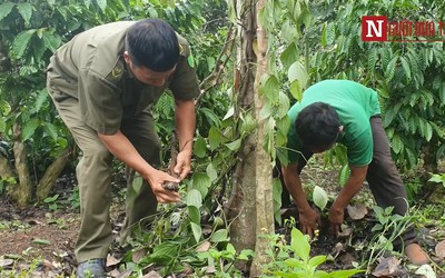 Đắk Lắk: Làm rõ vườn tiêu hàng trăm triệu bị kẻ gian bức tử