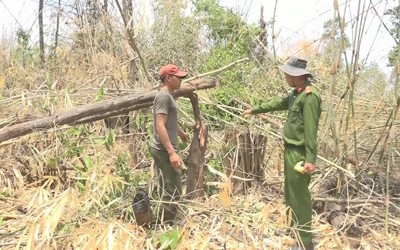 Phát hiện hai đối tượng vào rừng chặt cây chiếm đất để sạ lúa