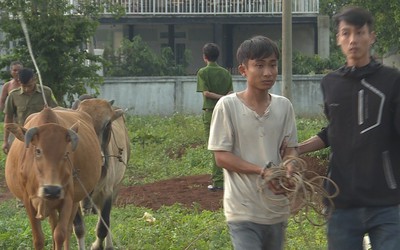 Trộm bò thuê xe tải chở từ Khánh Hòa lên Đắk Lắk bán