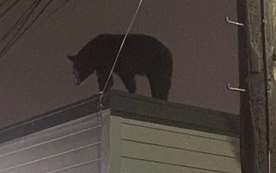 Gấu đen nặng hơn 1 tạ bất ngờ xuất hiện trên nóc nhà dân ở New Jersey