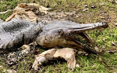 Sửng sốt phát hiện sinh vật kỳ dị mình cá, đầu cá sấu ở Singapore
