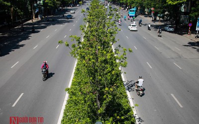 Vì sao Hà Nội bỏ toàn bộ cây phong lá đỏ trên đường Nguyễn Chí Thanh?