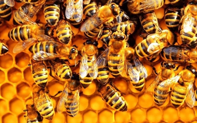 Phương pháp chẩn đoán Covid-19 bằng ong cho kết quả chỉ sau mấy giây