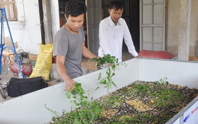 Chàng trai Hà Tĩnh bỏ phố về quê nuôi con "kêu rỉ rả cả đêm" làm giàu