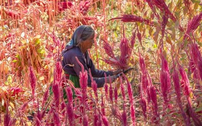 Loài cây quen thuộc hàng nghìn năm tuổi "có thể nuôi cả thế giới"