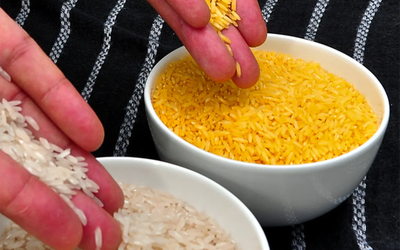Philippines phê duyệt canh tác thương mại giống "gạo vàng" đặc biệt