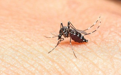 5 mẹo đuổi muỗi an toàn, hiệu quả, bảo vệ gia đình khỏi sốt xuất huyết