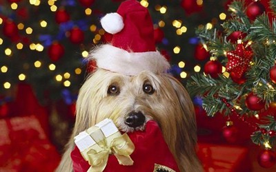 Hé lộ ca khúc Giáng sinh được những chú chó yêu thích nhất