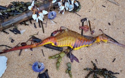 Hàng chục sinh vật lạ nhiều màu sắc dạt vào bãi biển sau đợt mưa lớn
