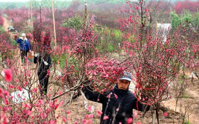 Dự kiến trình phương án nghỉ 7 ngày Tết Nguyên đán