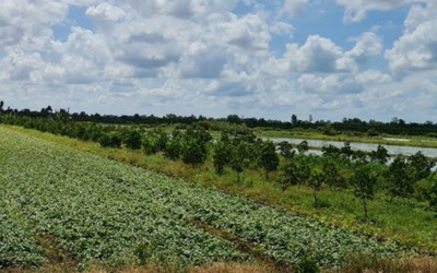 Vì sao nông dân “thủ phủ” khoai lang ngại tái canh tác cây khoai?