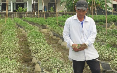 Thừa Thiên-Huế: Nhiều nông dân trồng hoa Tết có nguy cơ trắng tay