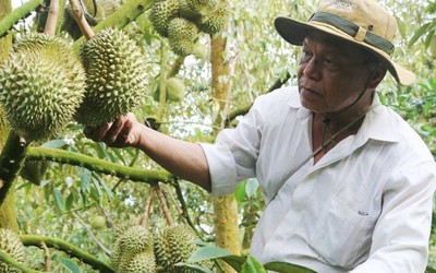 Khuyến cáo nông dân không chặt phá cây trồng khác để trồng sầu riêng, chanh leo