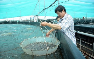 Kiên Giang đặt mục tiêu sản xuất 116.200 tấn tôm nuôi năm 2023