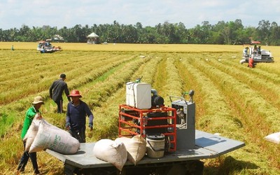 Nông dân ĐBSCL phấn khởi vì được mùa, được giá lúa đông xuân