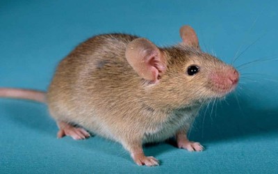 Nghiên cứu đột phá: Tạo ra chuột con từ hai con chuột đực