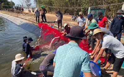 Tạm giam kẻ ném thuốc trừ sâu xuống hồ tôm gây thiệt hại hơn 1,6 tỷ đồng