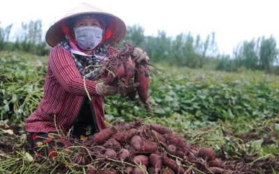 Sẵn sàng xuất khẩu lô khoai lang chính ngạch đầu tiên sang Trung Quốc