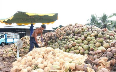 Bến Tre: Giá dừa khô tăng trở lại, nông dân phấn khởi