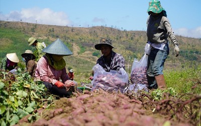 Đắk Lắk: Thiết lập thêm mã vùng trồng khoai lang để phục vụ xuất khẩu