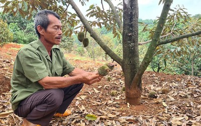 Gia Lai: Thời tiết thất thường, nông dân sốt ruột lo mất mùa sầu riêng