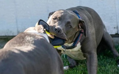 Chó Pitbull nguy hiểm thế nào mà nhiều nước cấm nuôi?