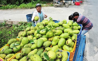 Cơn sốt "trà mãng cầu" khiến giá mãng cầu xiêm tăng đột biến